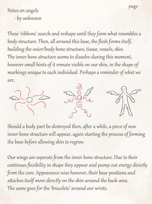 Bone structure, core, markings p4